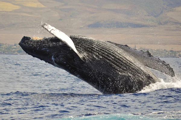 Una ballena jorobada rompiendo Imagen De Stock