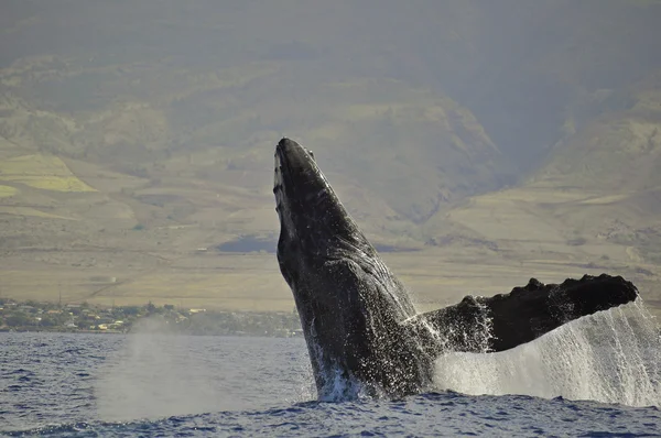 Una ballena jorobada rompiendo Fotos De Stock Sin Royalties Gratis