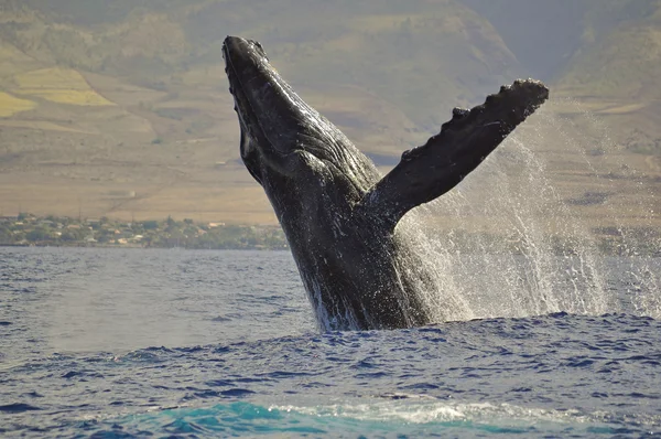 Una ballena jorobada rompiendo Fotos De Stock Sin Royalties Gratis