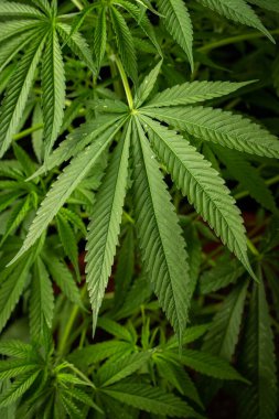 Esrar yaprakları, karanlık bir arka planda esrar, güzel bir arka plan, kapalı alanda tarım