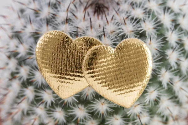 Two hearts on cactus — Stock Photo, Image