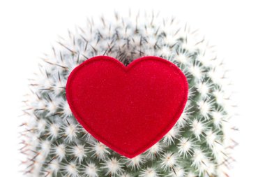 kaktüsün üzerinde kalp