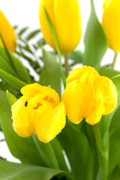 Yellow tulips on green background — Stock Photo, Image
