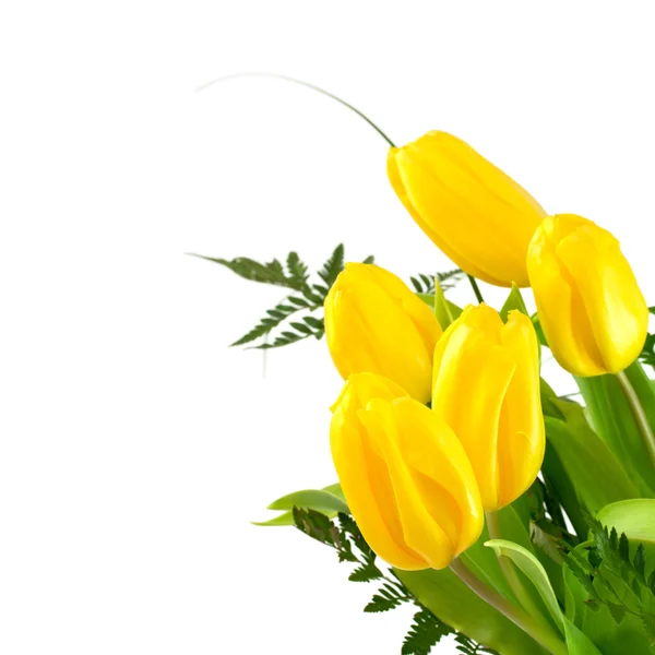 Yellow tulips on white background — Stock Photo, Image