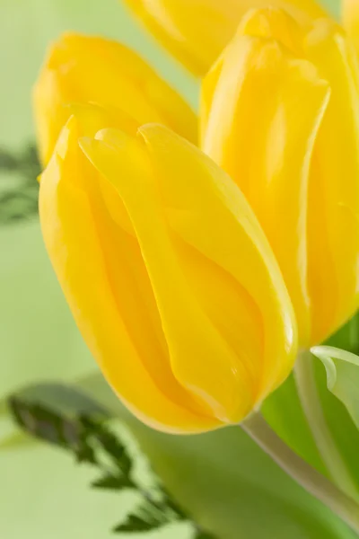 Yellow tulips on green background — Stock Photo, Image