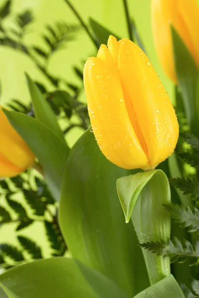 Yellow tulips on green background — Stock Photo, Image