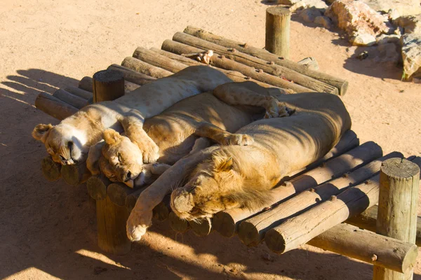 Lion in dierentuin — Stockfoto