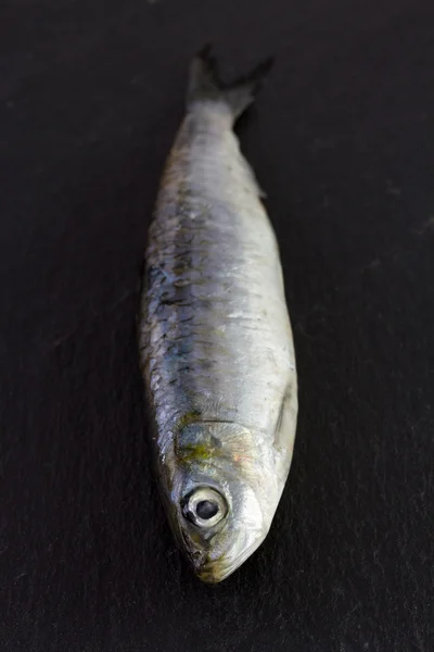 Färska sardiner på mörka maträtt — Stockfoto