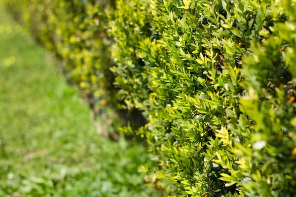 Pianta nel giardino estivo — Foto Stock