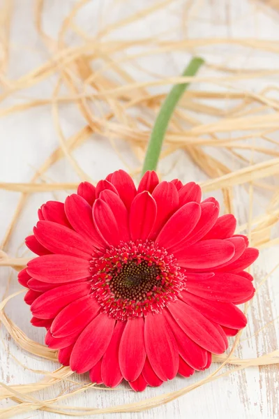 Gerbera no fundo de madeira branco — Fotografia de Stock