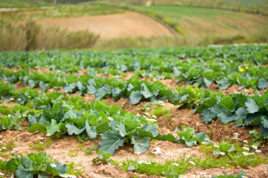 lahana alan üzerinde