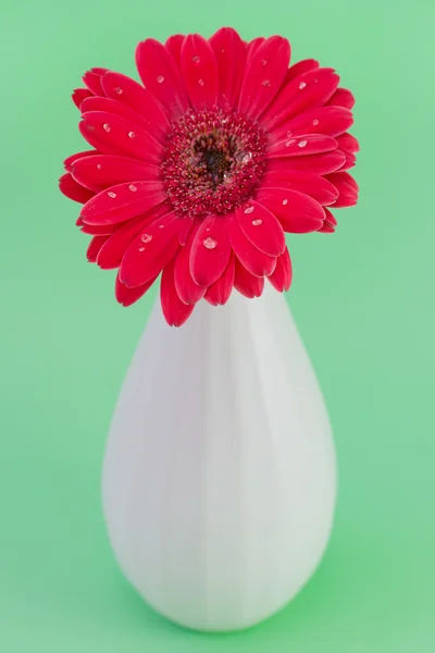 Gerbera rouge dans un boîtier blanc sur fond vert — Photo