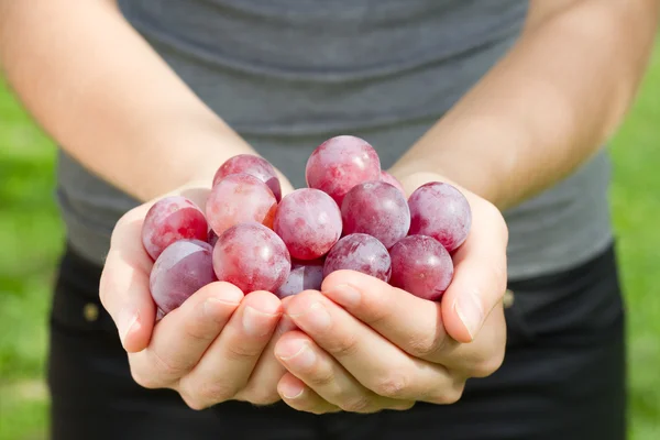 Grape in hands on woman — Stock Photo, Image