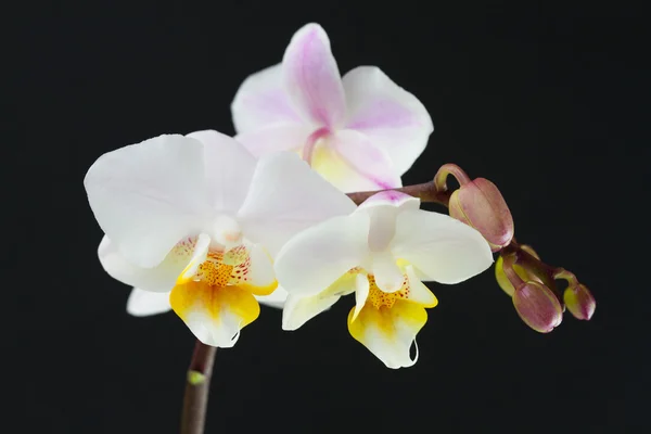 Orchid on dark background — Stock Photo, Image