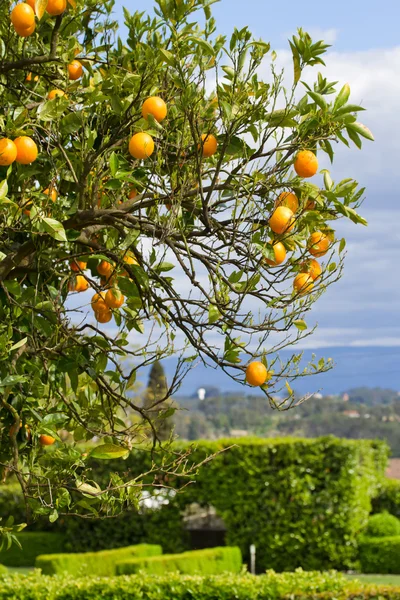 Naranjo con naranjas —  Fotos de Stock