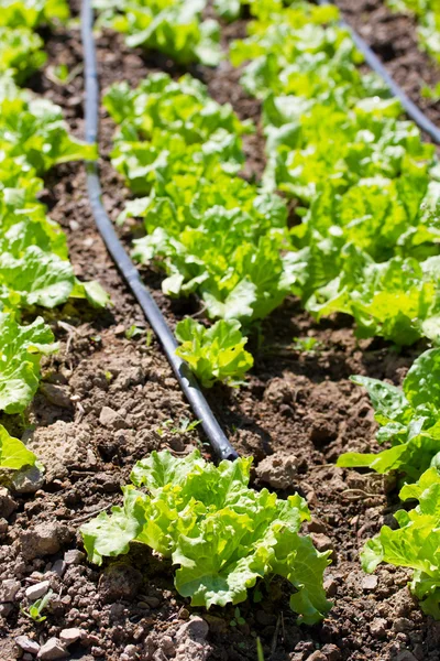 Field with lettuce in spring — Stock Photo, Image