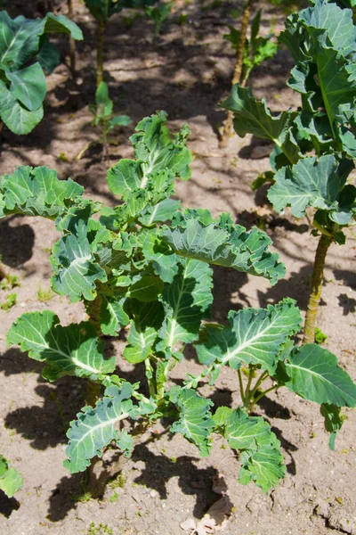 Growing cabbage — Stok fotoğraf