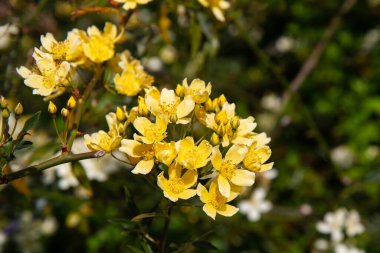 Ağaçta yetişen güzel bahar sarısı çiçekleri