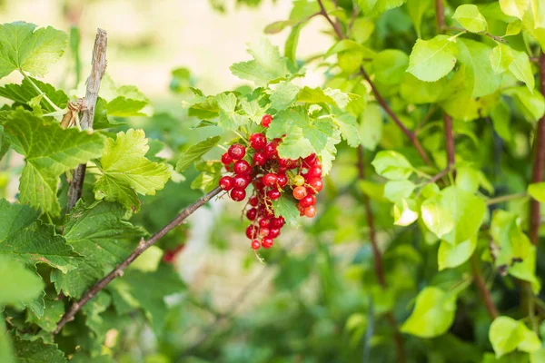 Fresh New Red Currant Green Leaves Growing Garden — Stock Fotó