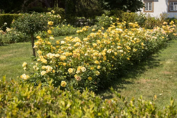 Many Fresh Beautiful Yellow Roses Growing Garden — Foto Stock