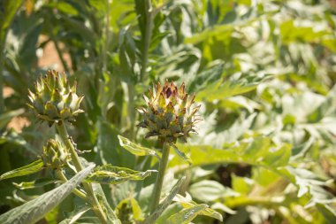Açık havada yetişen taze yeşil enginar.