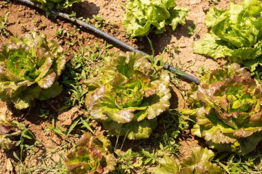 Tarlada birkaç taze yeşil marul yetişiyor.