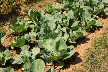 Tarlada birkaç taze yeşil lahana yetişiyor.