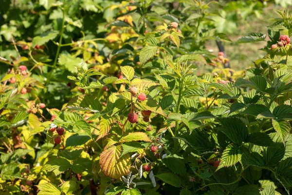 Juicy Raspberries Branch Green Foliage Sunny Day — Stock Photo, Image