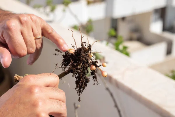 Man holds potato tuber in his hand. Plowed land and potato tubers. Agriculture and planting potatoes. Potato seeds