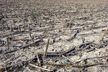 Yazın mısır tarlasında kuraklık.
