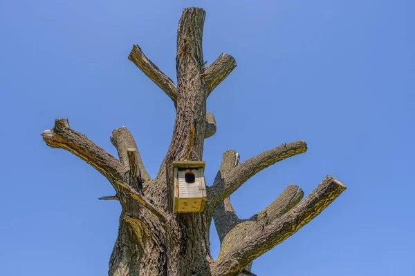 Handgemaakte Vogelhuisjes Aan Bladloze Boom Blauwe Lucht — Stockfoto