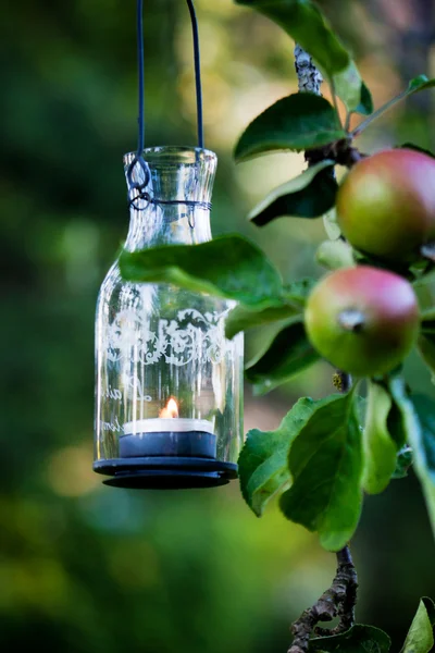 Laterne hängt am Apfelbaum — Stockfoto