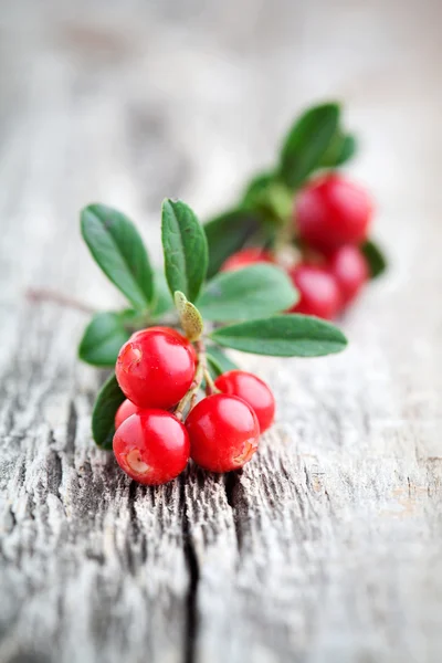 Preiselbeeren — Stockfoto