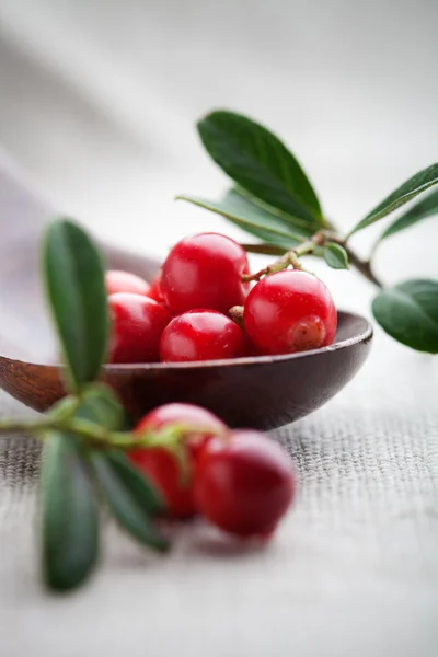 Preiselbeeren — Stockfoto