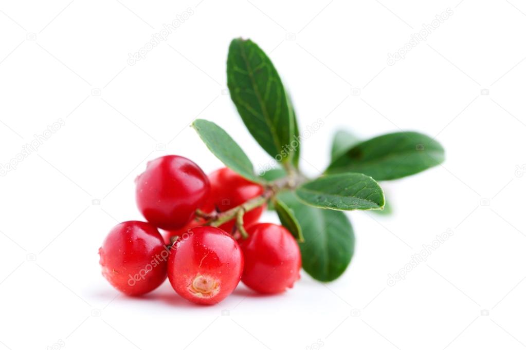 Lingonberries