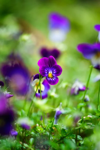 Violete violet — Fotografie, imagine de stoc