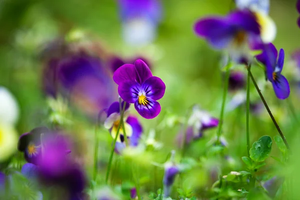 Violas roxas — Fotografia de Stock