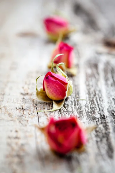 Germogli di rosa secchi — Foto Stock