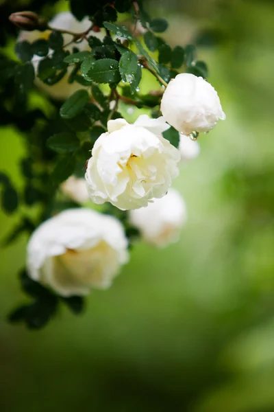 Rose bianche selvatiche — Foto Stock