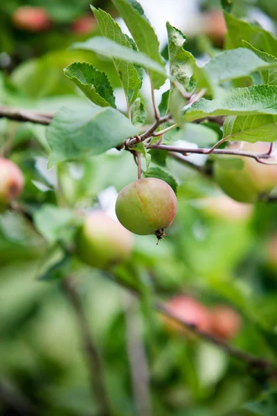 Apfelbaum — Stockfoto