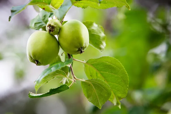 Apfelbaum — Stockfoto