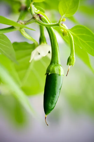 Grüne Serrano-Chili — Stockfoto