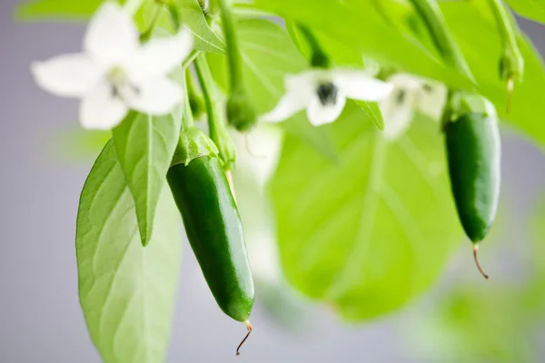 Grüne Serrano-Chili — Stockfoto