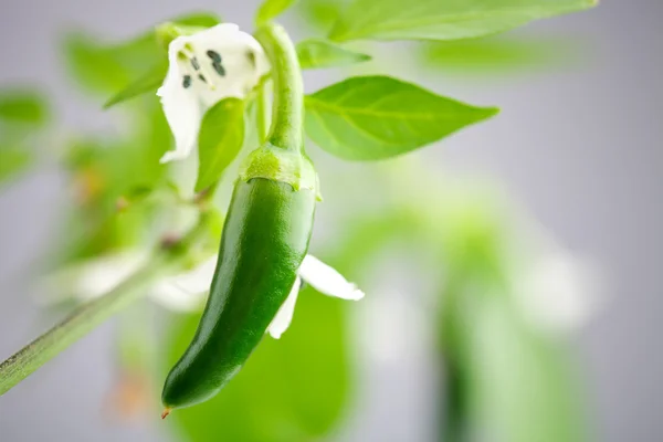 Grüne Serrano-Chili — Stockfoto