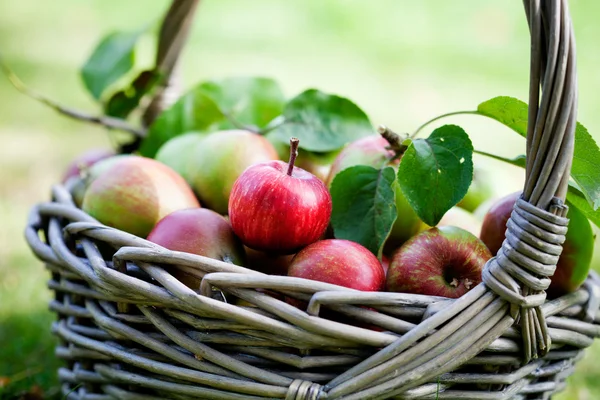 Manzanas en cesta — Foto de Stock