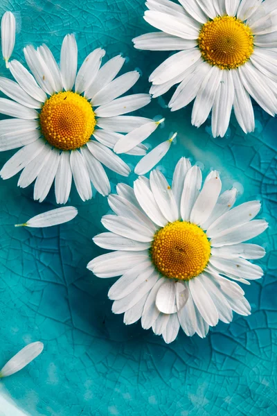 Daisies floating in water — Stock Photo, Image