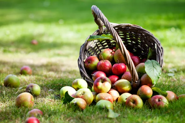 Manzanas en cesta Imágenes de stock libres de derechos