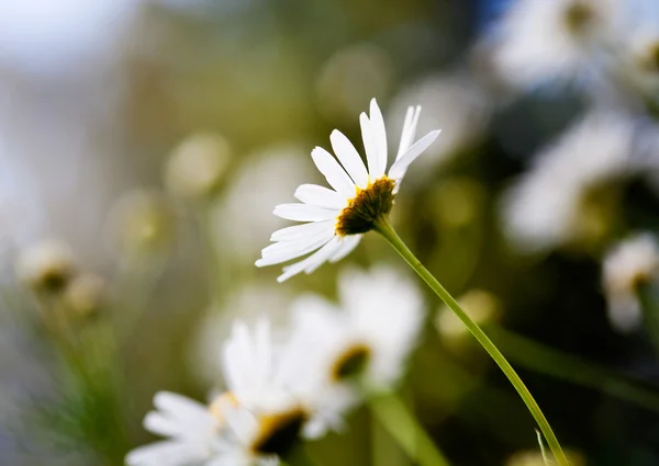 Marguerites — Photo