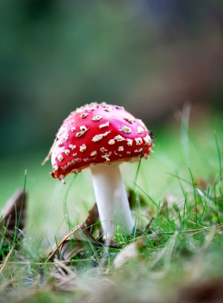 Amanita — Foto Stock