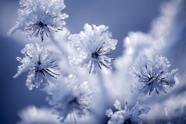 Detail of frozen flower